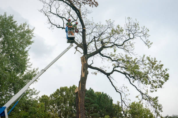  , USA Tree Care Services Pros